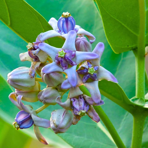 Calotropis Flower seeds for Planting Drought Tolerant, Heirloom & GMO Free Seeds for Home Garden seeds for planting