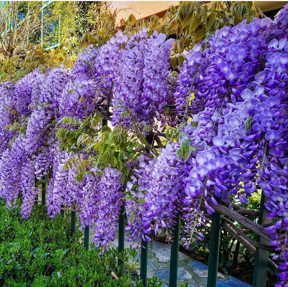 Violet Wisteria Flower seeds for Planting Vibrant Colors, Heirloom & GMO Free Seeds for Home Garden vegetable and garden seeds