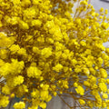 Gypsophila Yellow Flower seeds for Planting Low Maintenance, Heirloom & GMO Free Seeds for Home Garden seeds for planting