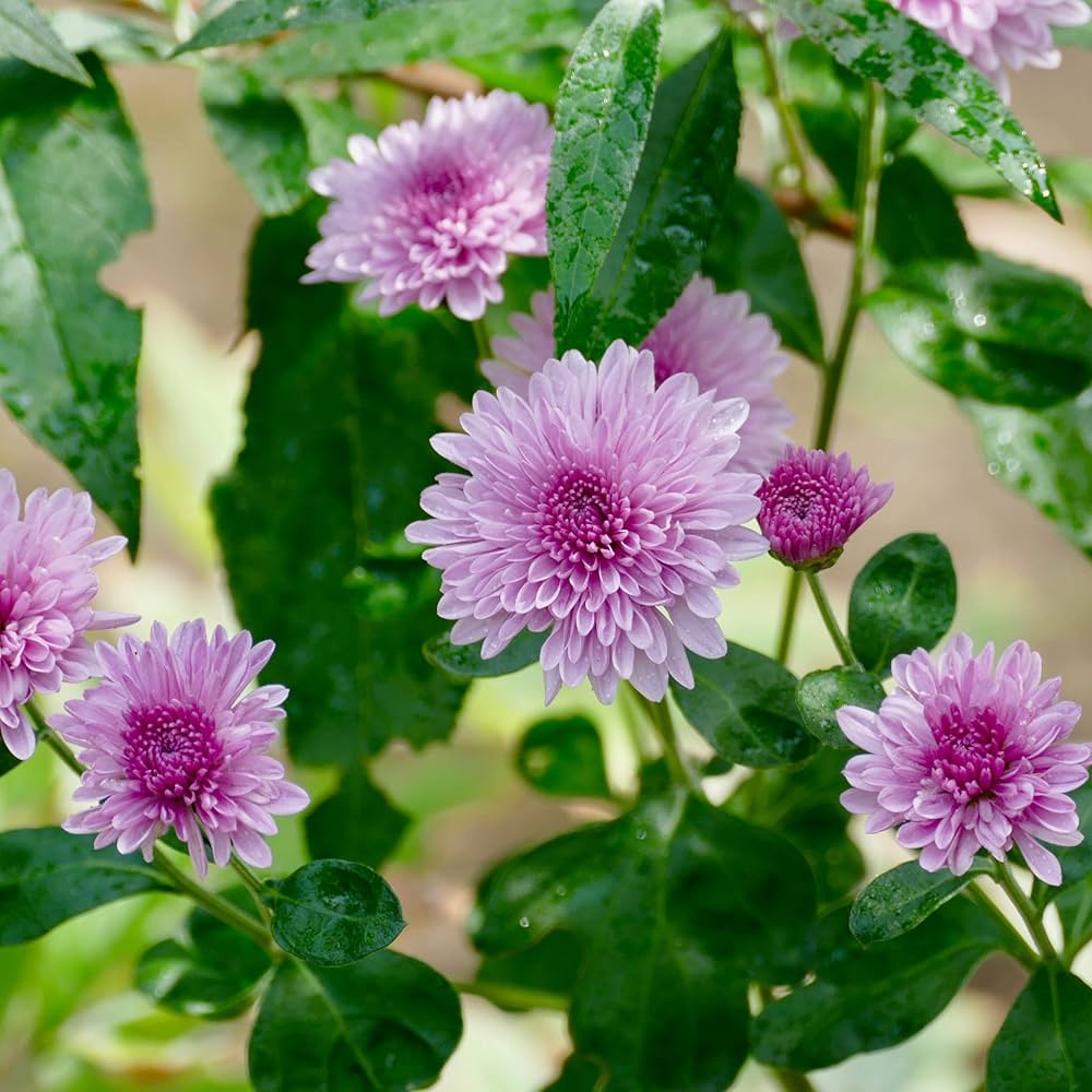 Baby Pink Chrysanthemum Flower seeds for Planting - Pollinator Friendly, Heirloom & GMO Free Seeds for Home Garden