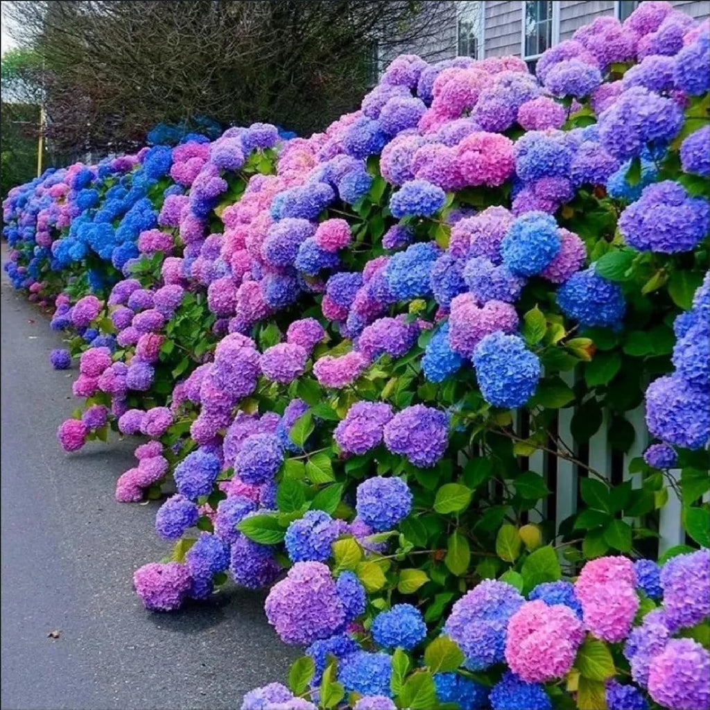 Blue,Pink,Purple Hydrangea Flower seeds for Planting Shade Tolerant, Heirloom & GMO Free Seeds for Home Garden seeds for planting