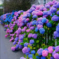 Blue,Pink,Purple Hydrangea Flower seeds for Planting Shade Tolerant, Heirloom & GMO Free Seeds for Home Garden seeds for planting