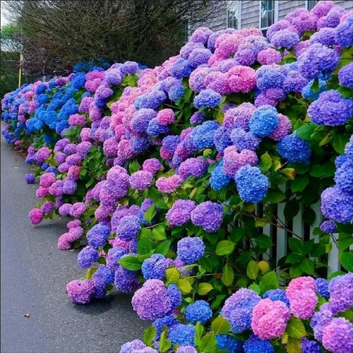 Blue,Pink,Purple Hydrangea Flower seeds for Planting Shade Tolerant, Heirloom & GMO Free Seeds for Home Garden seeds for planting