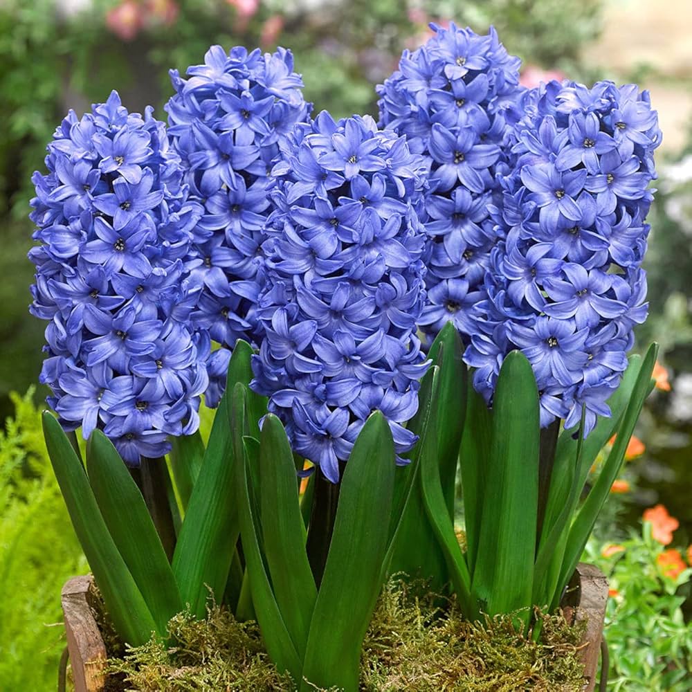 Blue Hyacinth Flower seeds for Planting Perfect for Borders, Heirloom & GMO Free Seeds for Home Garden vegetable and garden seeds