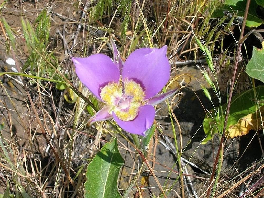 Calochortus Macrocarpus Flower seeds for Planting Perfect for Borders Heirloom & GMO Free Seeds for Home Garden