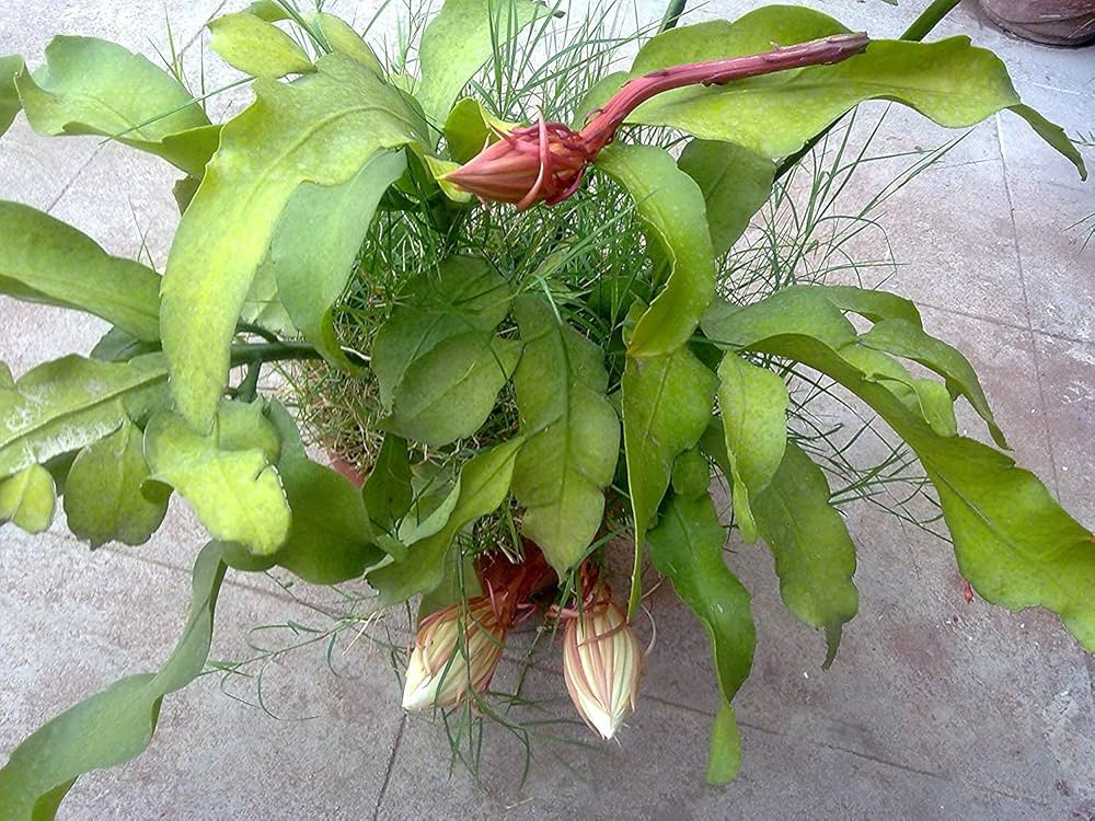 Green Epiphyllum Flower seeds for Planting Bright Blooms, Heirloom & GMO Free Seeds for Home Garden vegetable and garden seeds