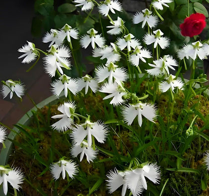 Egret Orchid Flower seeds for Planting Pollinator Friendly Heirloom & GMO Free Seeds for Home Garden