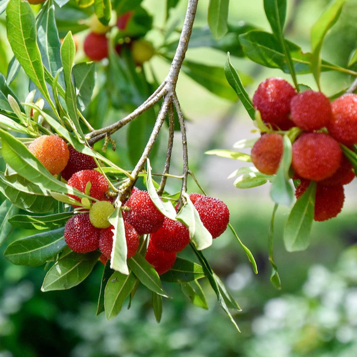 Arbutus Bayberry Fruit Seeds for Planting - Red - Evergrowseeds