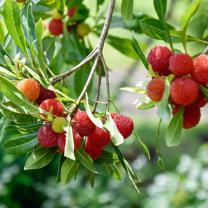 Arbutus Bayberry Fruit Seeds for Planting - Red - Evergrowseeds