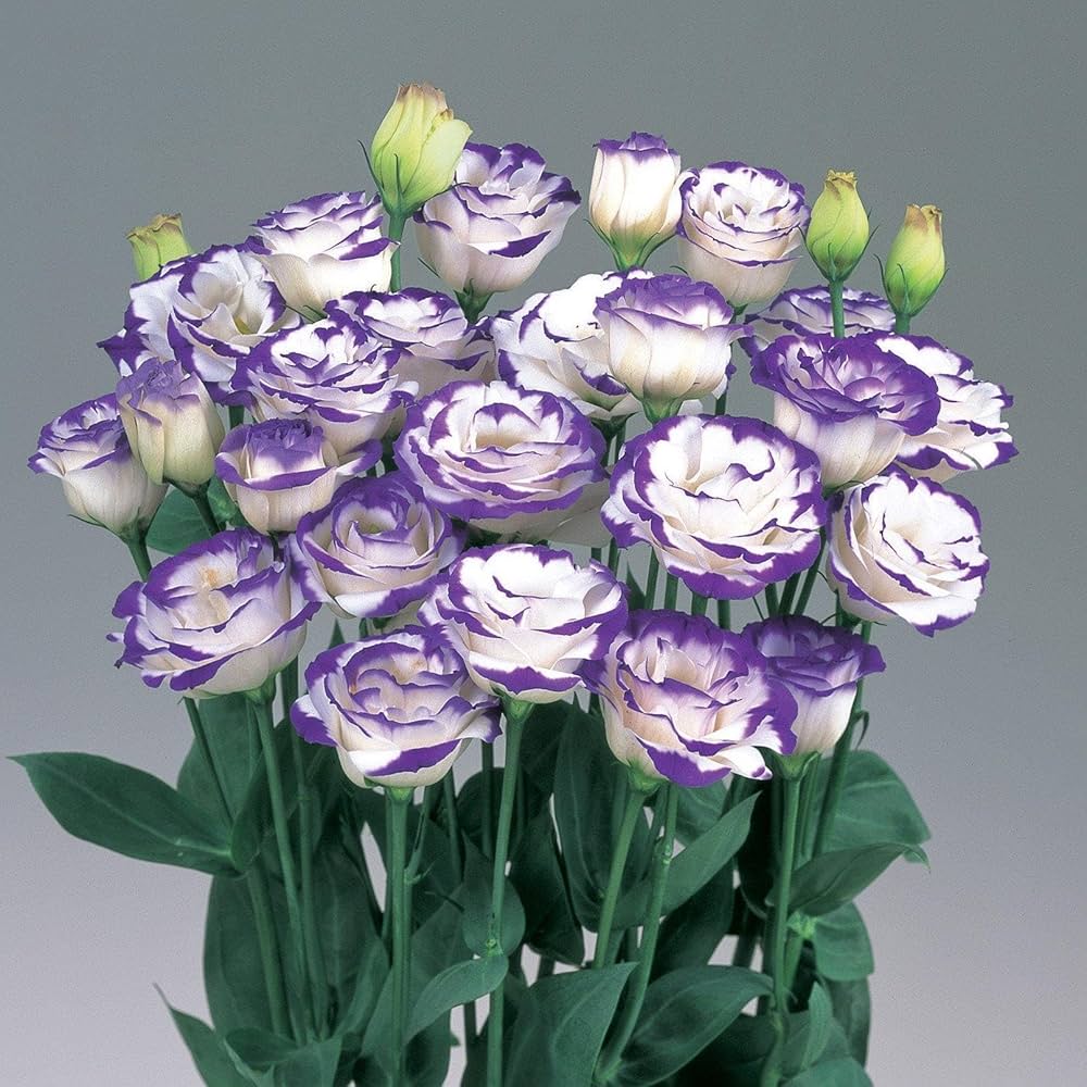 Blue Lisianthus Flower seeds for Planting Easy to Grow Heirloom & GMO Free Seeds for Home Garden