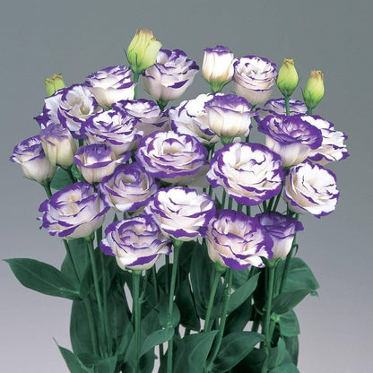 Blue Lisianthus Flower seeds for Planting Easy to Grow Heirloom & GMO Free Seeds for Home Garden
