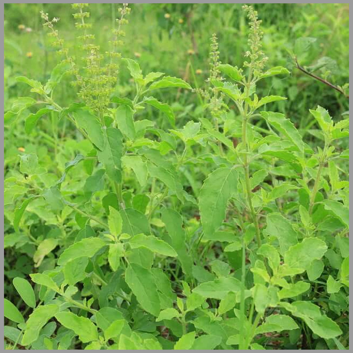 Tulsi Seeds: Essential Guide For Successful Planting
