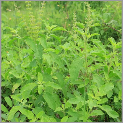 Tulsi Seeds: Essential Guide For Successful Planting