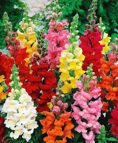 Snapdragon Flower seeds for Planting Colorful Display Heirloom & GMO Free Seeds for Home Garden 
 
 Sale for planting in home garden