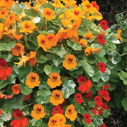 Nasturtium Flower seeds for Planting Sun Loving Heirloom & GMO Free Seeds for Home Garden