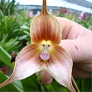 Mixed Monkey Face Orchid Flower seeds for Planting Cut Flower Favorite, Heirloom & GMO Free Seeds for Home Garden vegetable and garden seeds
