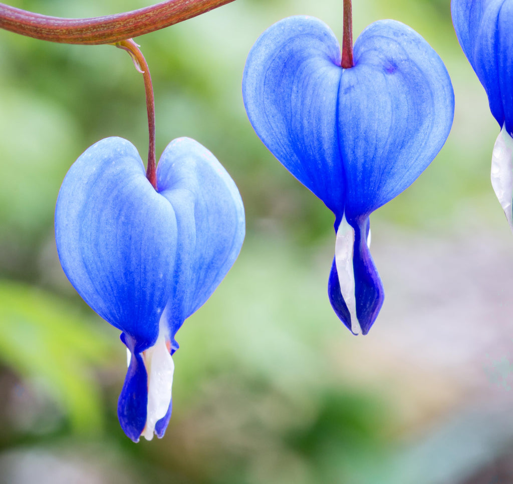 Blue Bleeding Heart Flower seeds for Planting Long Bloom Season, Heirloom & GMO Free Seeds for Home Garden vegetable and garden seeds