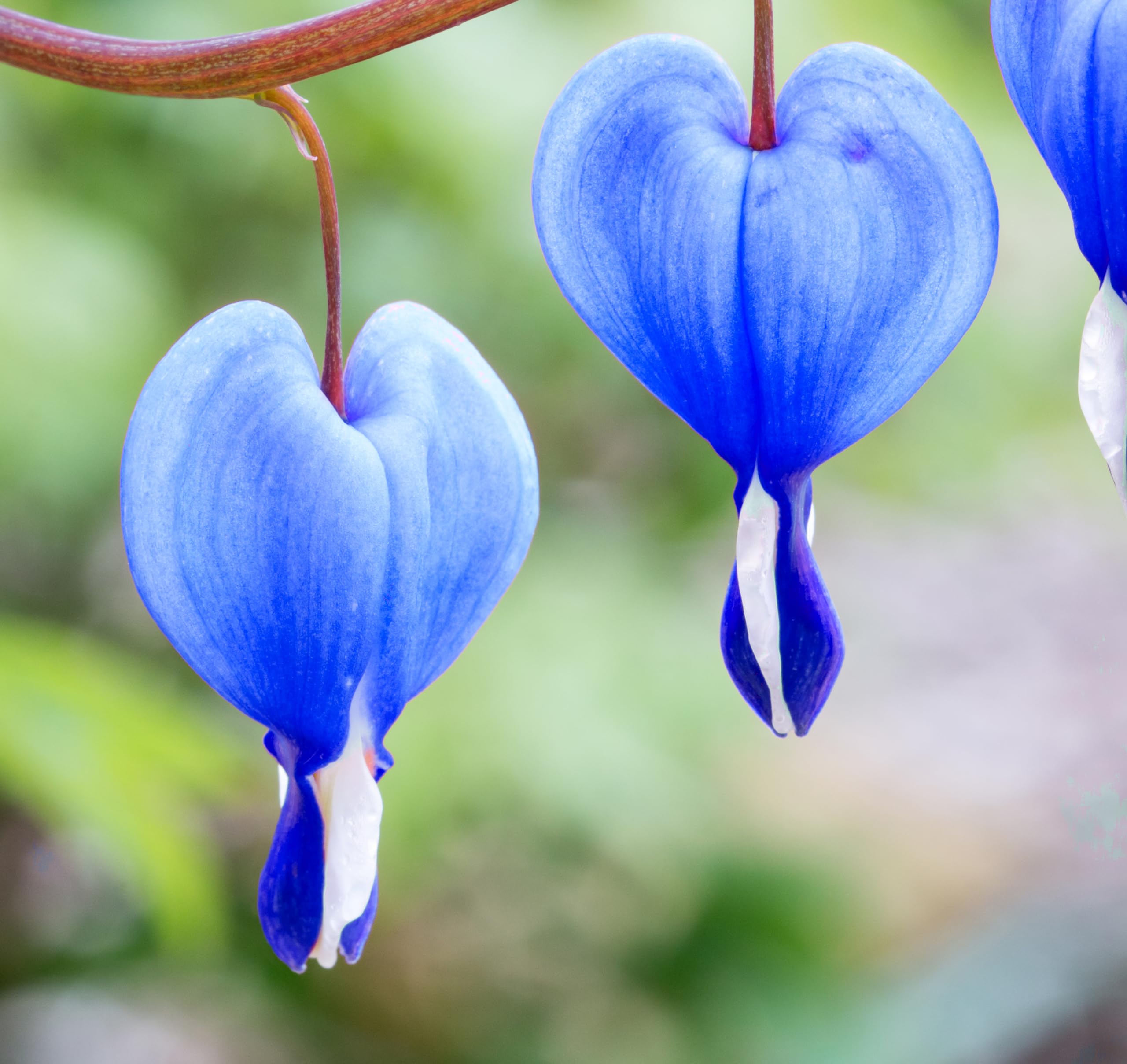 Blue Bleeding Heart Flower seeds for Planting Long Bloom Season, Heirloom & GMO Free Seeds for Home Garden vegetable and garden seeds