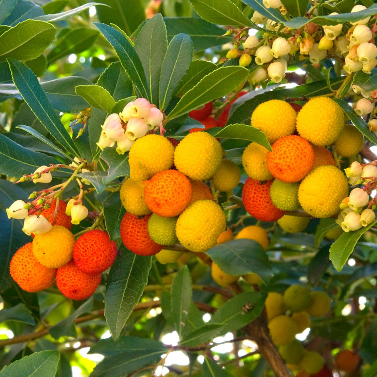Yellow Strawberry Fruit Seeds: Arbutus Unedo Planting - Evergrowseeds