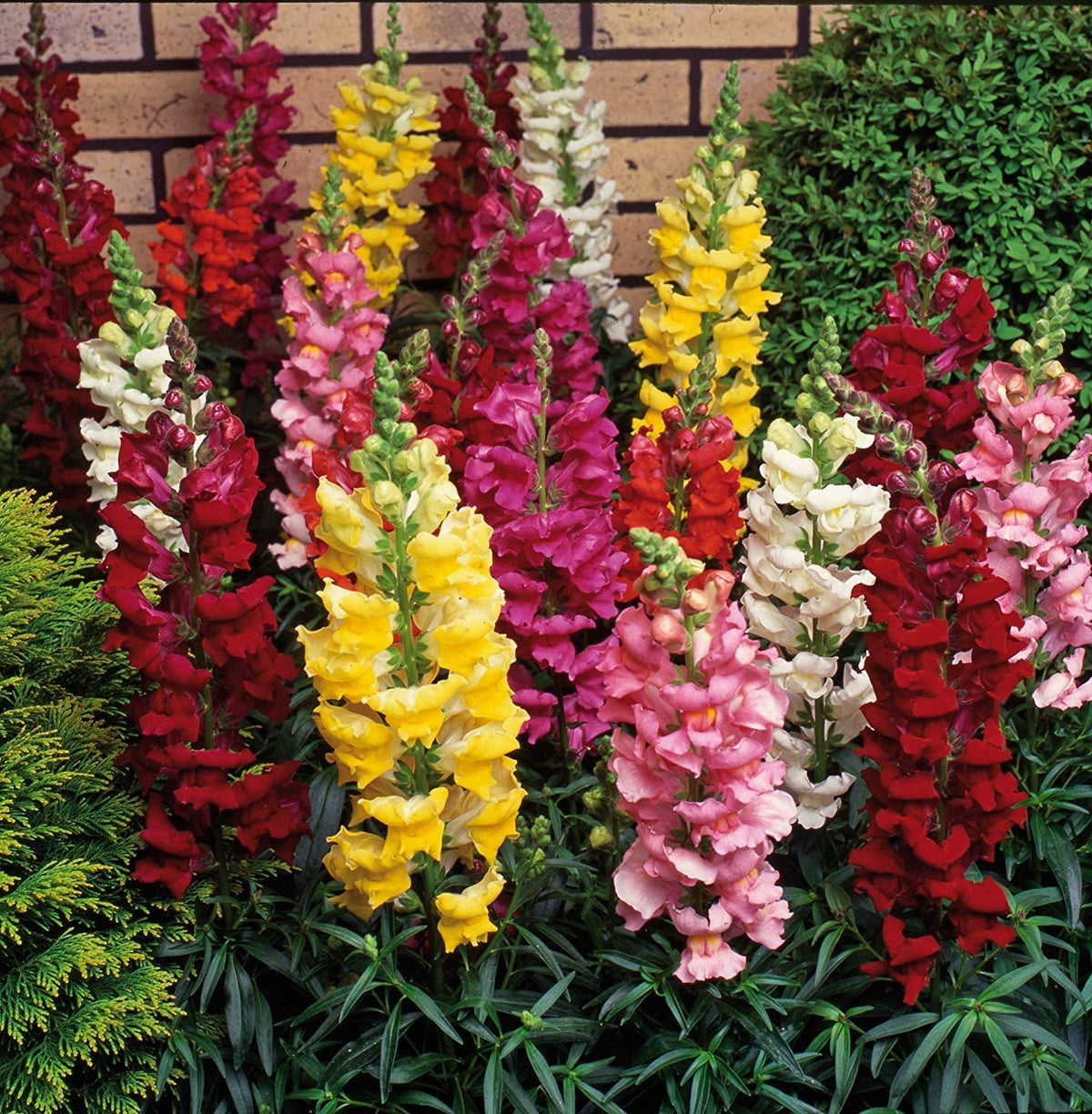 Antirrhinum Majus Flower seeds for Planting Drought Tolerant Heirloom & GMO Free Seeds for Home Garden