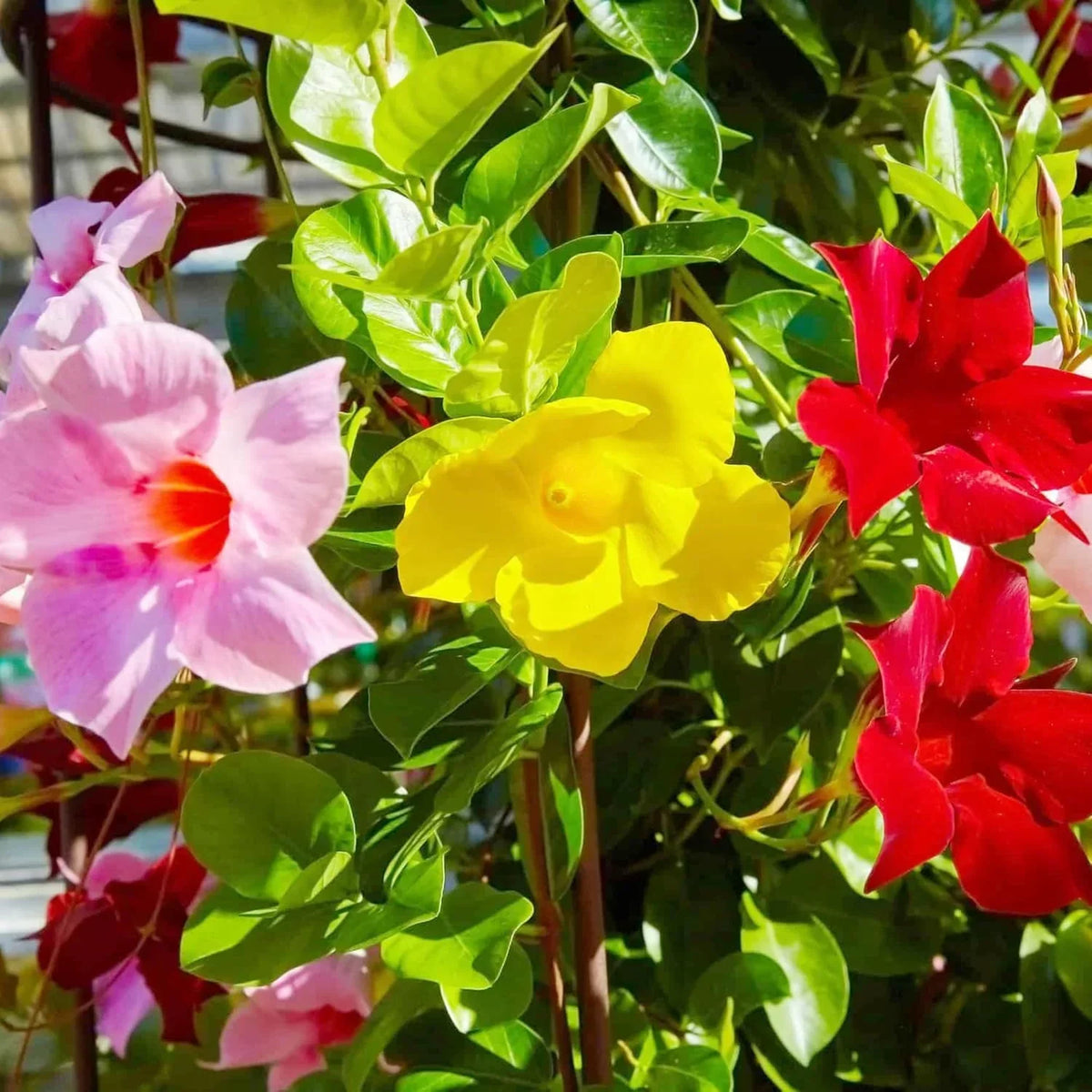 Mandevilla Flower seeds for Planting - Wildflower Mix, Heirloom & GMO Free Seeds for Home Garden