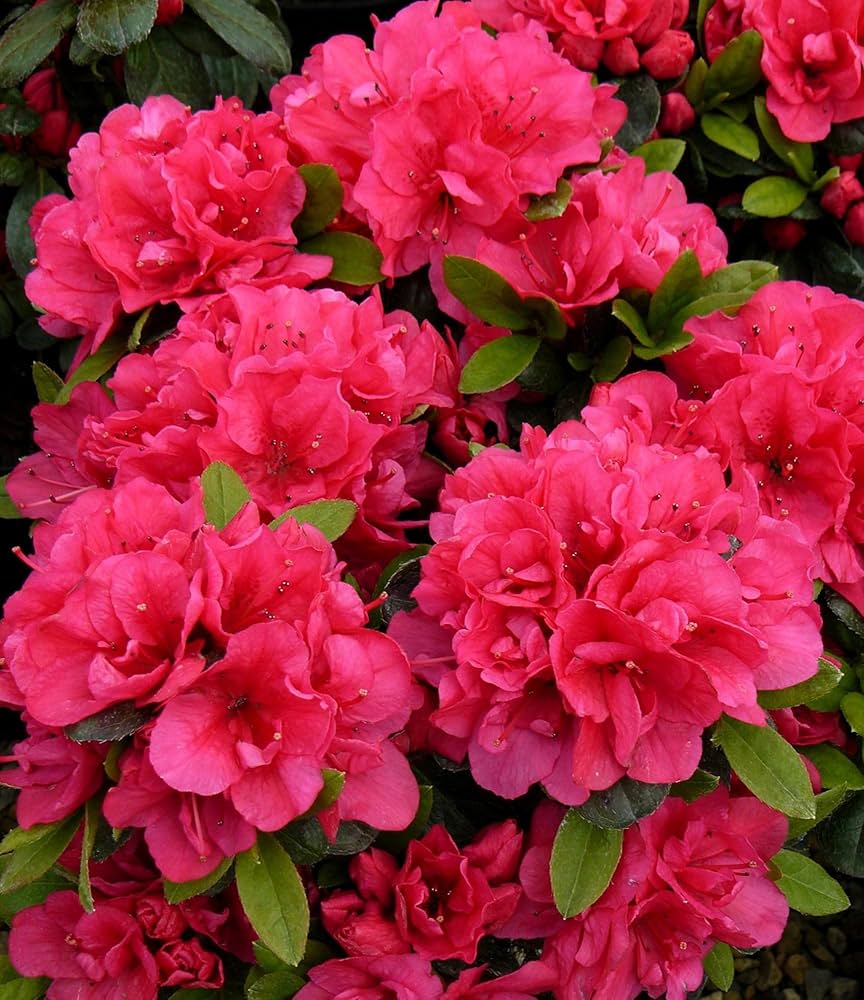 High quality Pink Satsuki Azalea Flower seeds for Planting Vibrant Colors, Heirloom & GMO Free Seeds for Home Garden seeds pack