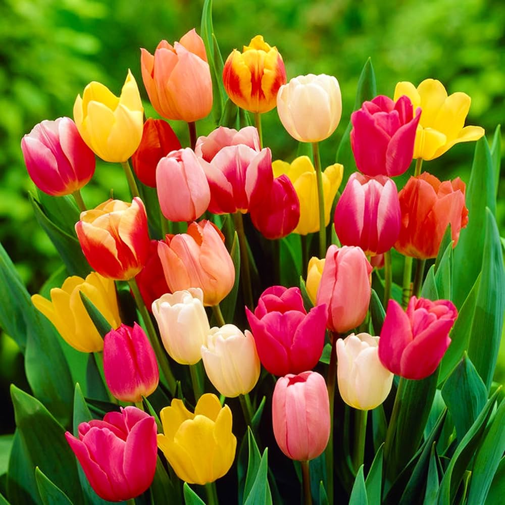 Premium Tulips Flower seeds for Planting Long Bloom Season, Heirloom & GMO Free Seeds for Home Garden seeds