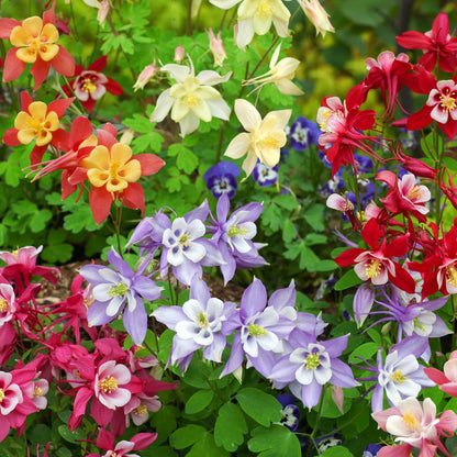Aquilegia Flower seeds for Planting Drought Tolerant Heirloom & GMO Free Seeds for Home Garden