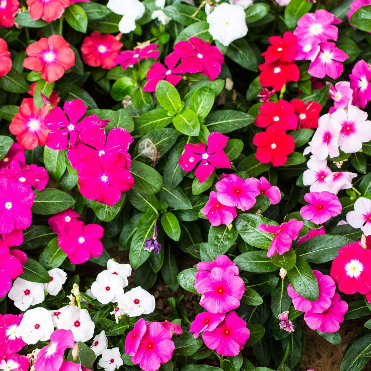 Vinca Periwinkle Flower seeds for Planting - Hardy Variety, Heirloom & GMO Free Seeds for Home Garden