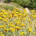 Helichrysum Italicum Flower seeds for Planting Wildflower Mix, Heirloom & GMO Free Seeds for Home Garden seeds for planting