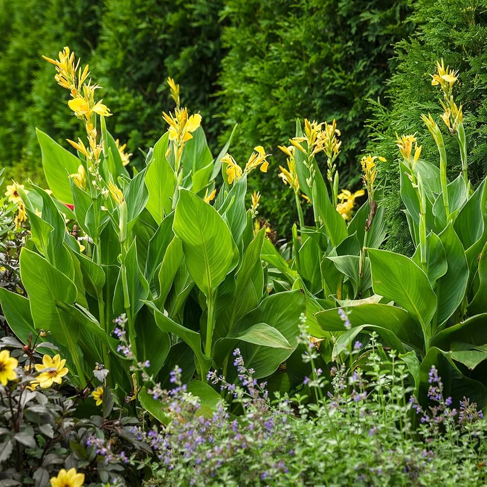 Yellow Pretoria Flower seeds for Planting Premium Quality, Heirloom & GMO Free Seeds for Home Garden vegetable and garden seeds