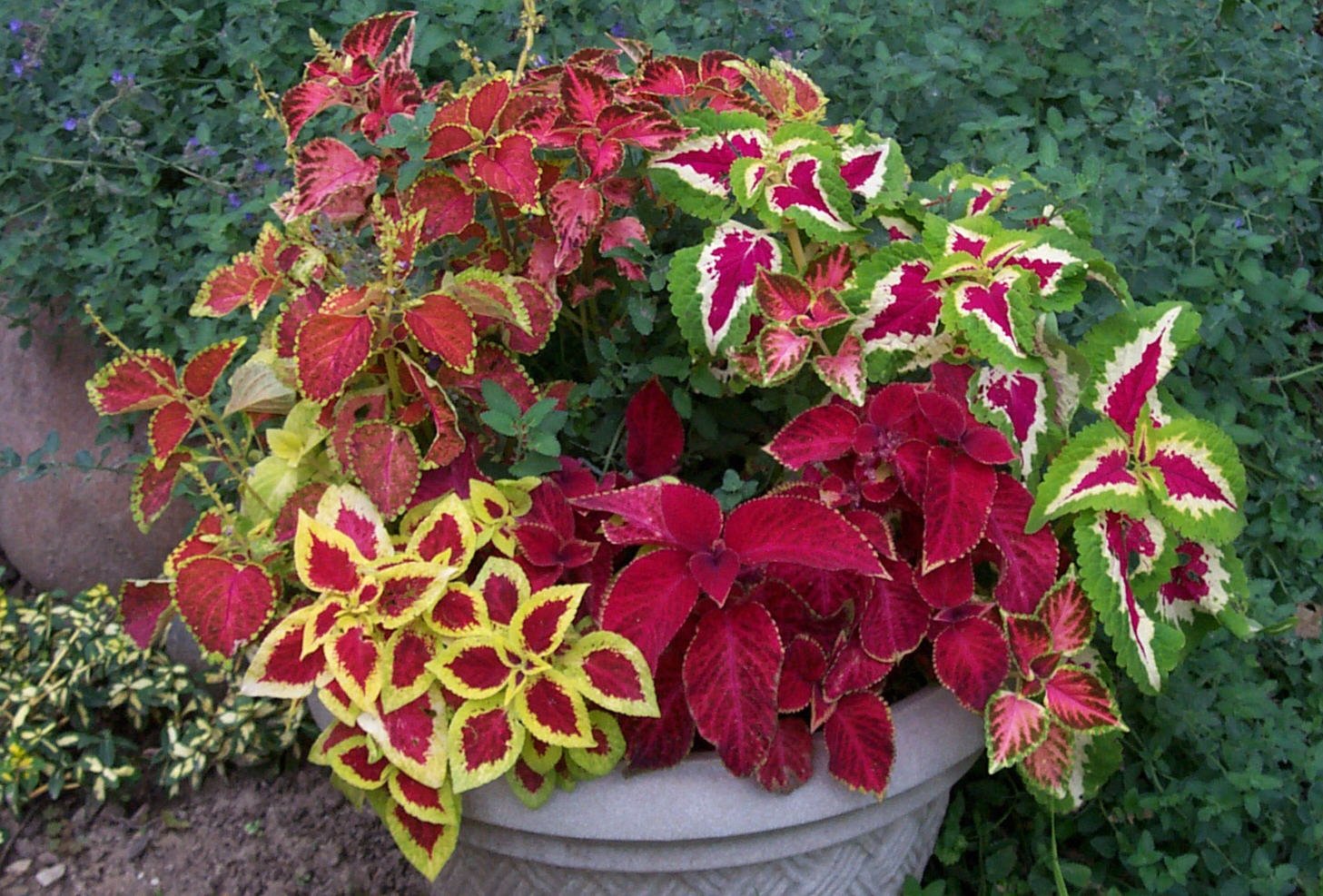 High quality Coleus Multi Colored Flower seeds for Planting Garden Favorite, Heirloom & GMO Free Seeds for Home Garden seeds pack