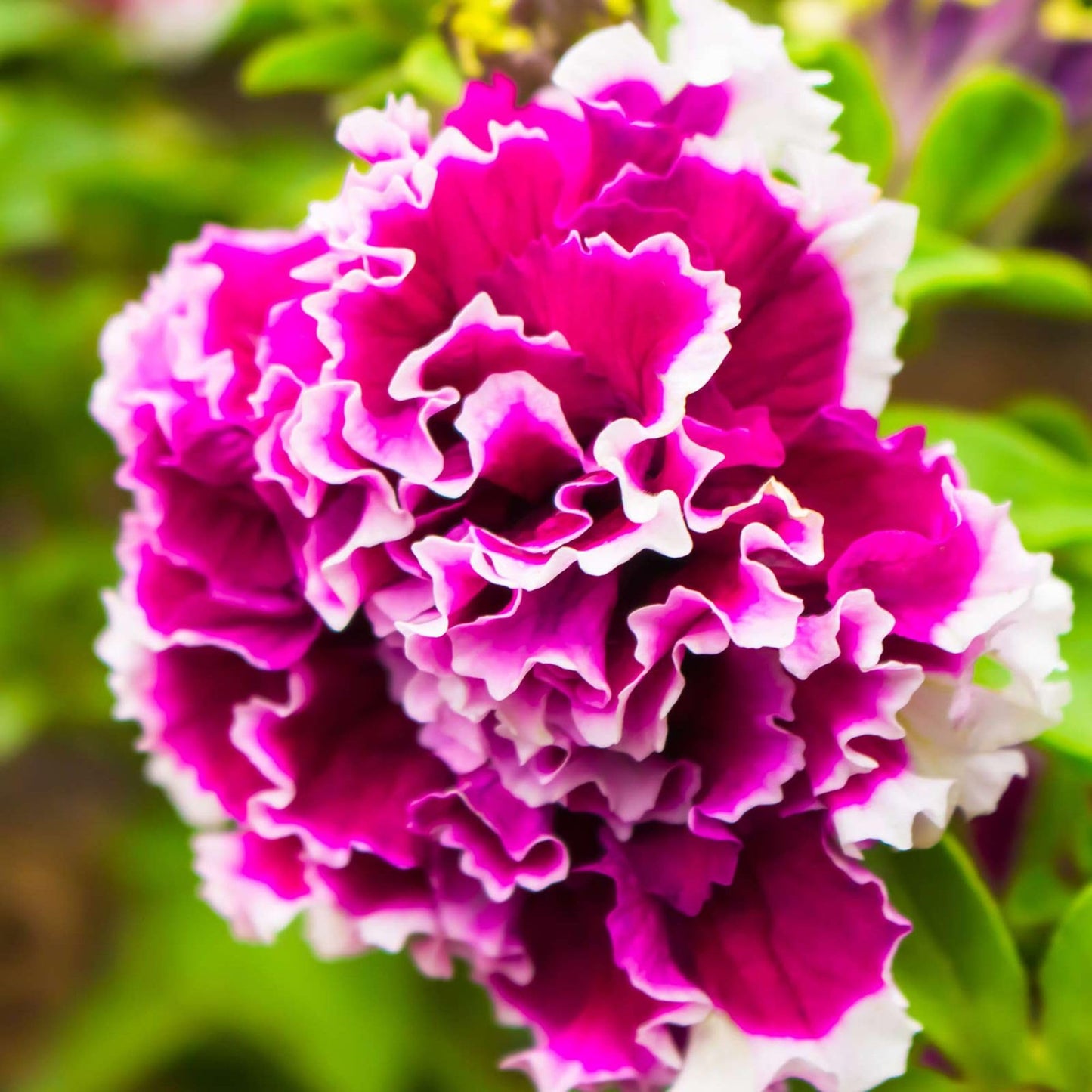 Double Pelleted Petunia Flower seeds for Planting Cottage Garden Essential Heirloom & GMO Free Seeds for Home Garden