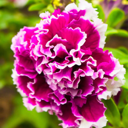 Double Pelleted Petunia Flower seeds for Planting Cottage Garden Essential Heirloom & GMO Free Seeds for Home Garden
