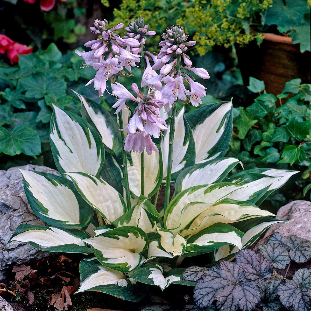 Hosta Flower seeds for Planting Sun Loving Heirloom & GMO Free Seeds for Home Garden