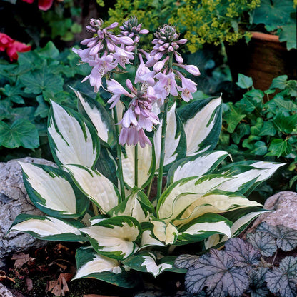 Hosta Flower seeds for Planting Sun Loving Heirloom & GMO Free Seeds for Home Garden