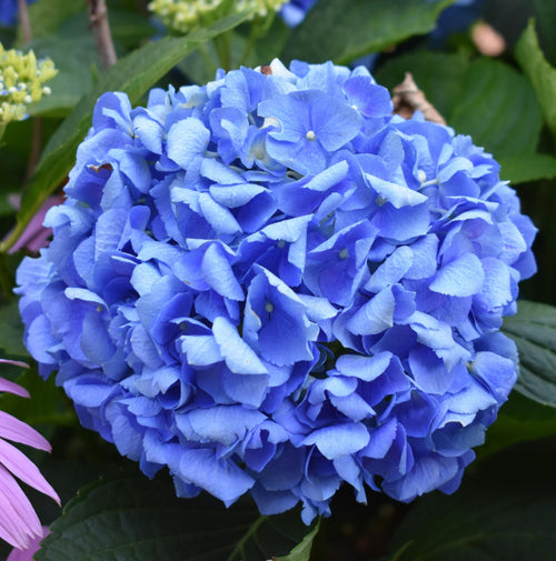 Premium Blue Climbing Geranium Flower seeds for Planting Long Bloom Season, Heirloom & GMO Free Seeds for Home Garden seeds