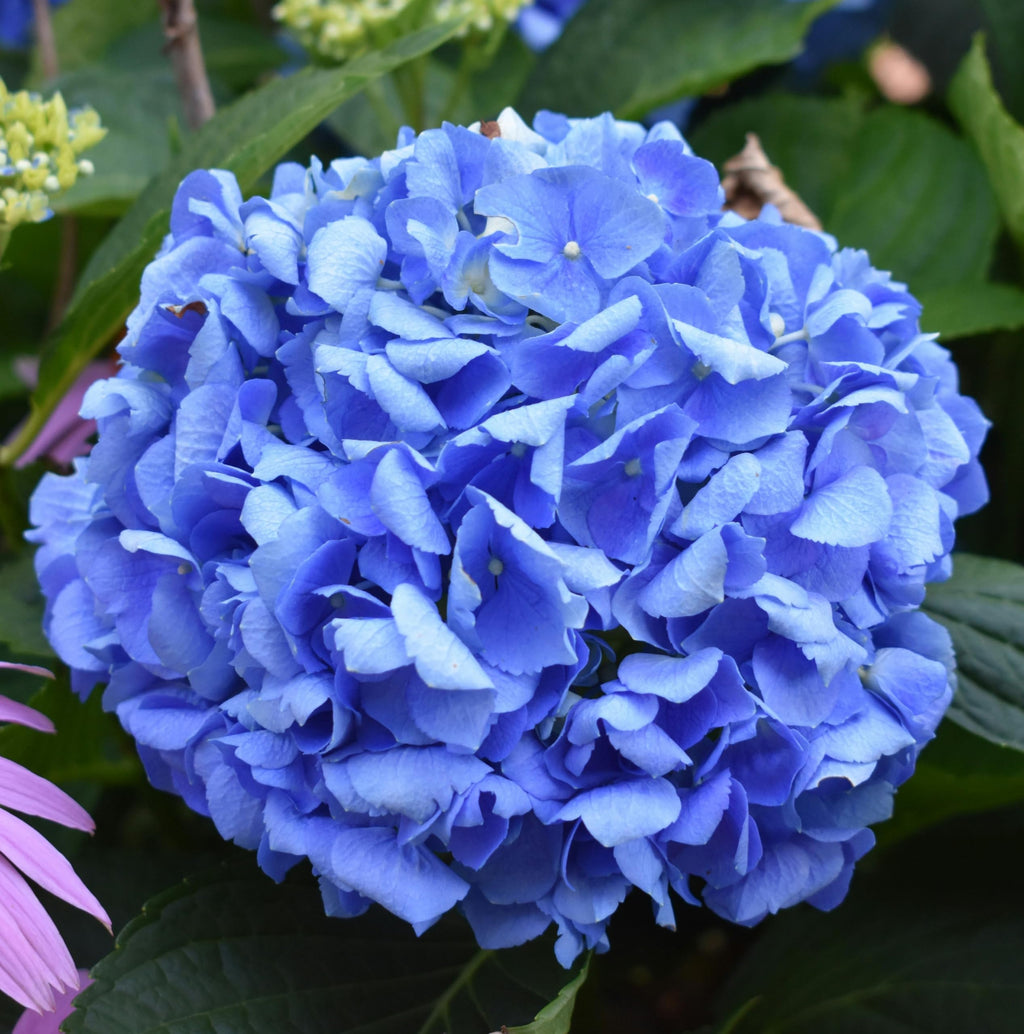 Blue Hydrangea Flower seeds for Planting Fragrant Blossoms, Heirloom & GMO Free Seeds for Home Garden seeds for planting