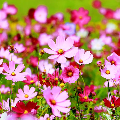 Cosmos Mixed Flower seeds for Planting Fragrant Blossoms Heirloom & GMO Free Seeds for Home Garden
