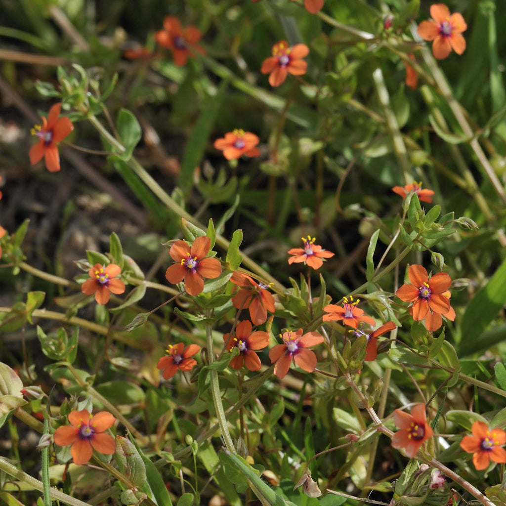 Premium Orange Pimpernel Flower seeds for Planting Hardy Variety, Heirloom & GMO Free Seeds for Home Garden seeds