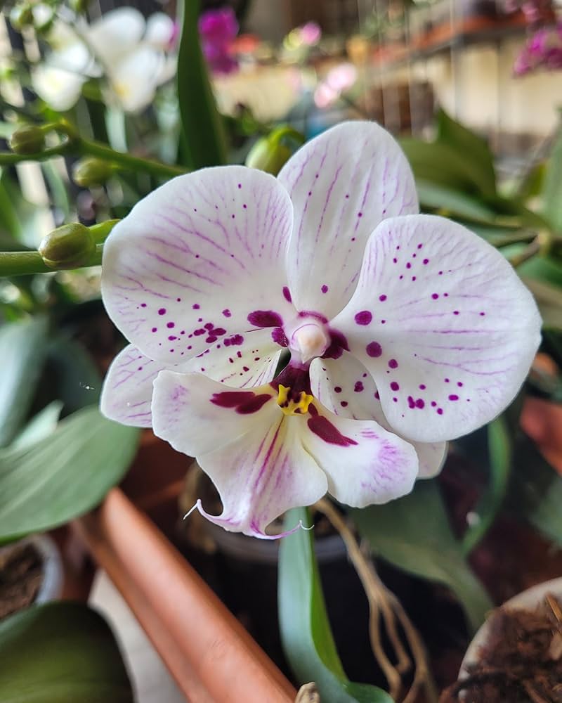 Premium White Purple Phalaenopsis Orchid Flower seeds for Planting Sun Loving, Heirloom & GMO Free Seeds for Home Garden seeds