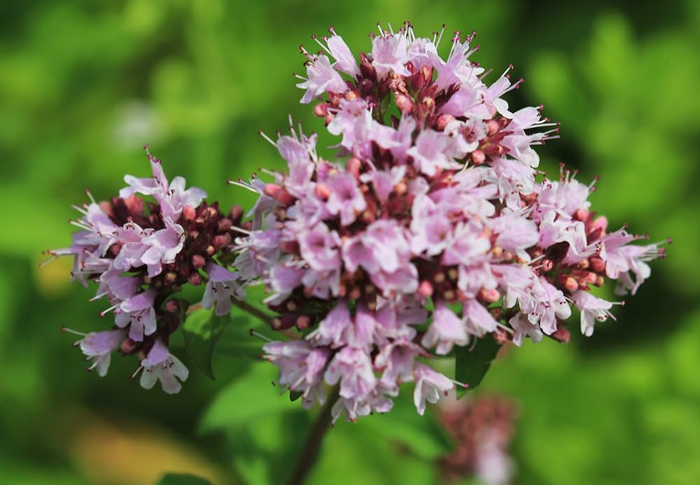 Premium Purple Pulegium Flower seeds for Planting Sun Loving, Heirloom & GMO Free Seeds for Home Garden seeds
