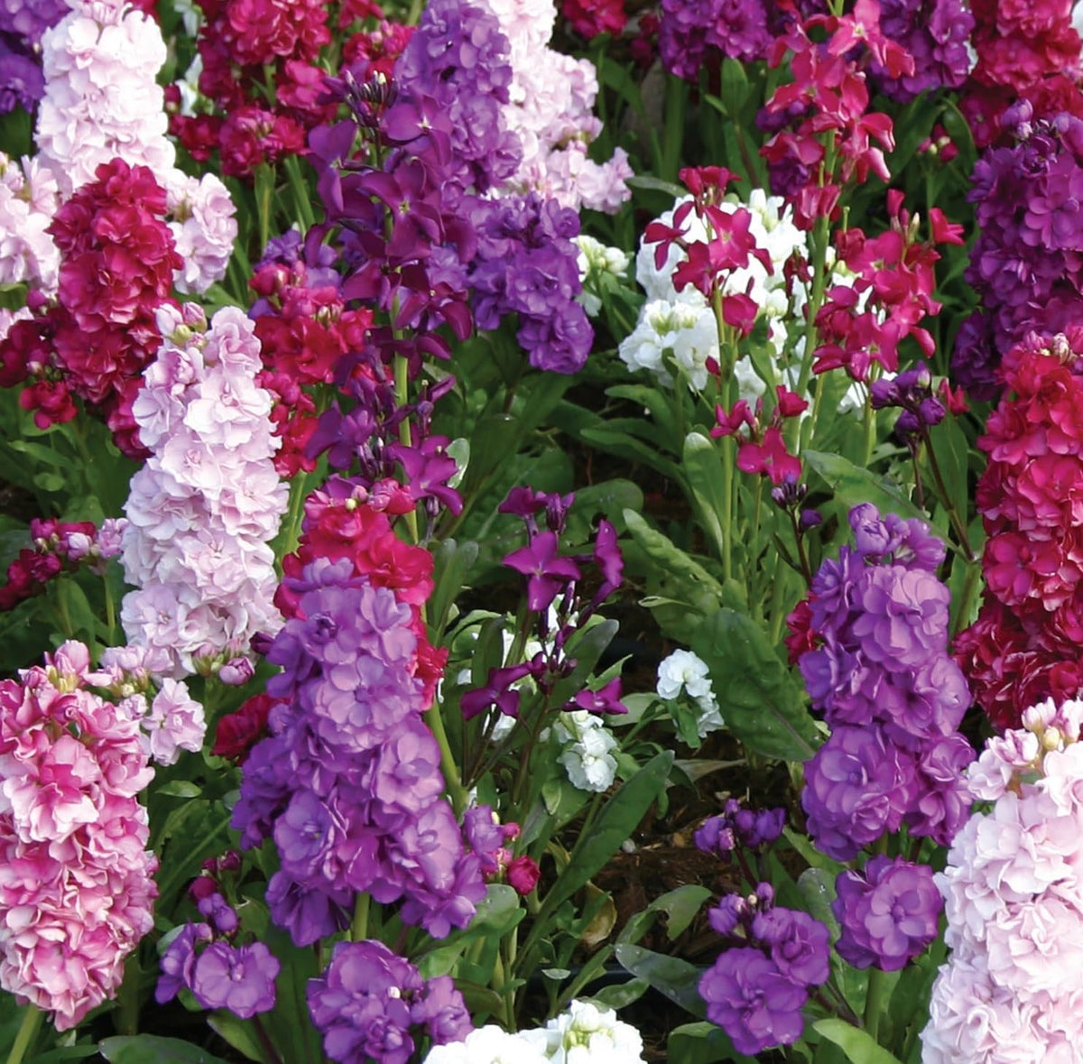 Matthiola Flower seeds for Planting Easy to Grow Heirloom & GMO Free Seeds for Home Garden