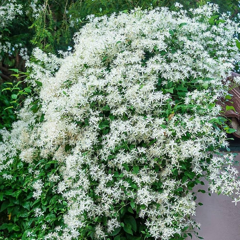 Premium White Loropetalum Flower seeds for Planting Low Maintenance, Heirloom & GMO Free Seeds for Home Garden seeds