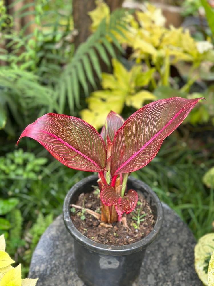 Red Cordyline Rubra Flower seeds for Planting Bright Blooms, Heirloom & GMO Free Seeds for Home Garden seeds for planting