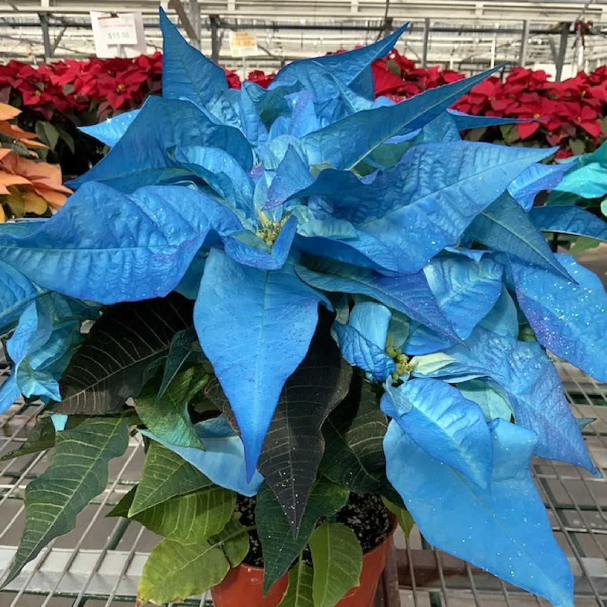 Deep Blue Poinsettia Flower seeds for Planting Long Bloom Season Heirloom & GMO Free Seeds for Home Garden