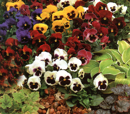 Mixed Pansy Swiss Flower seeds for Planting - Low Maintenance, Heirloom & GMO Free Seeds for Home Garden