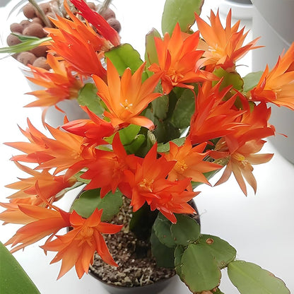 Christmas Cactus Flower seeds for Planting - Hardy Variety, Heirloom & GMO Free Seeds for Home Garden