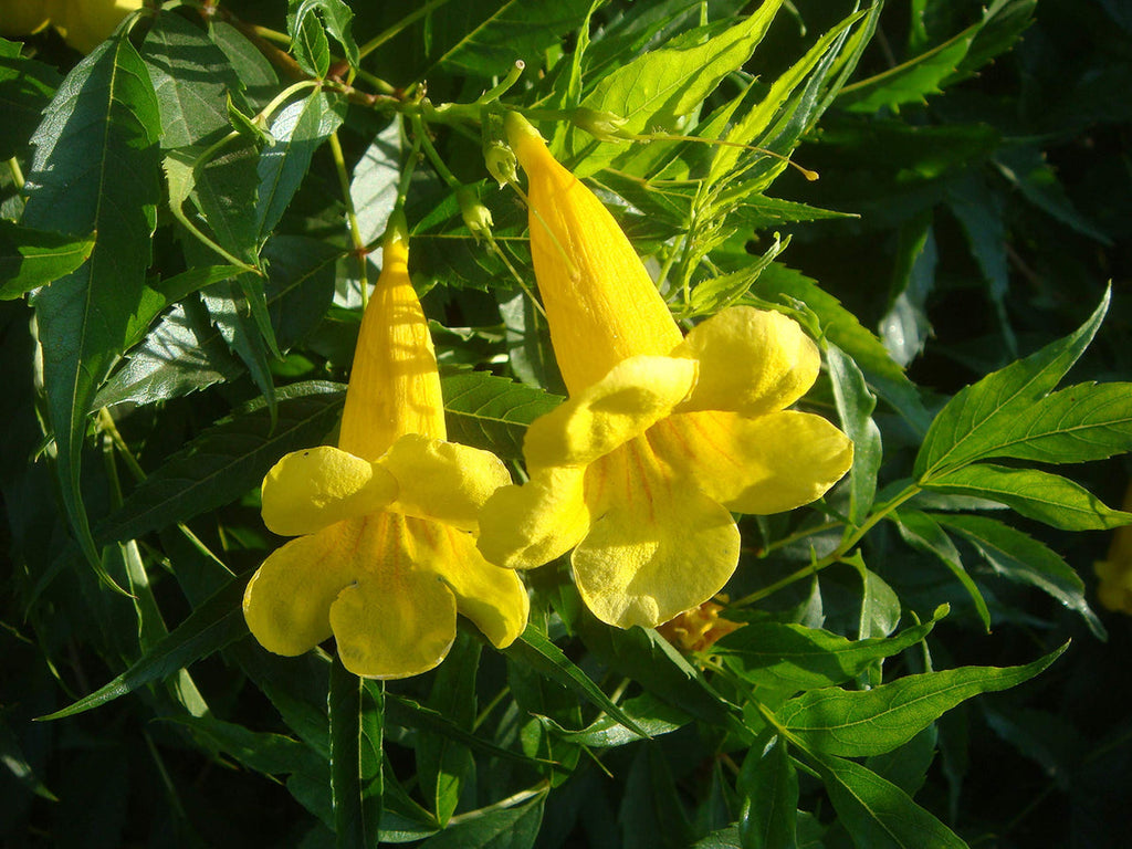 Yellow Madia Flower seeds for Planting Shade Tolerant, Heirloom & GMO Free Seeds for Home Garden seeds for planting