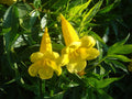 Yellow Madia Flower seeds for Planting Shade Tolerant, Heirloom & GMO Free Seeds for Home Garden seeds for planting